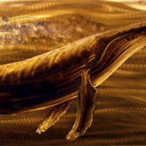 Copper Gentle Giants-wm