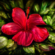 Passion Pink IM2665