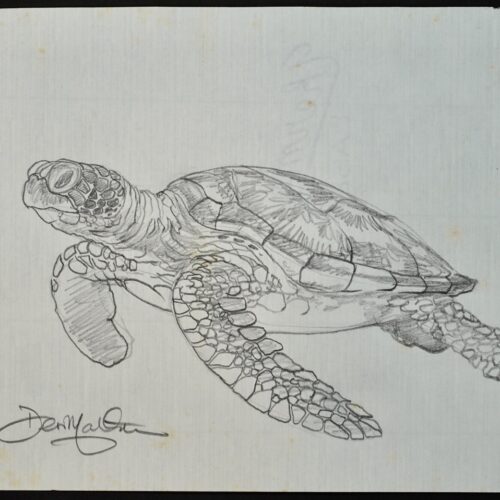 Honu #10 Iki 25 original pencil drawing