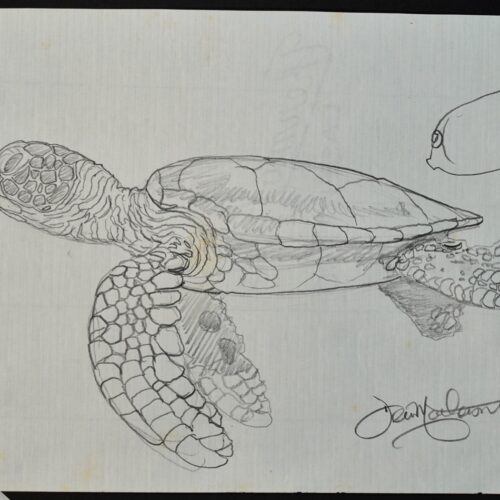 Honu #11 Iki 25 original pencil drawing
