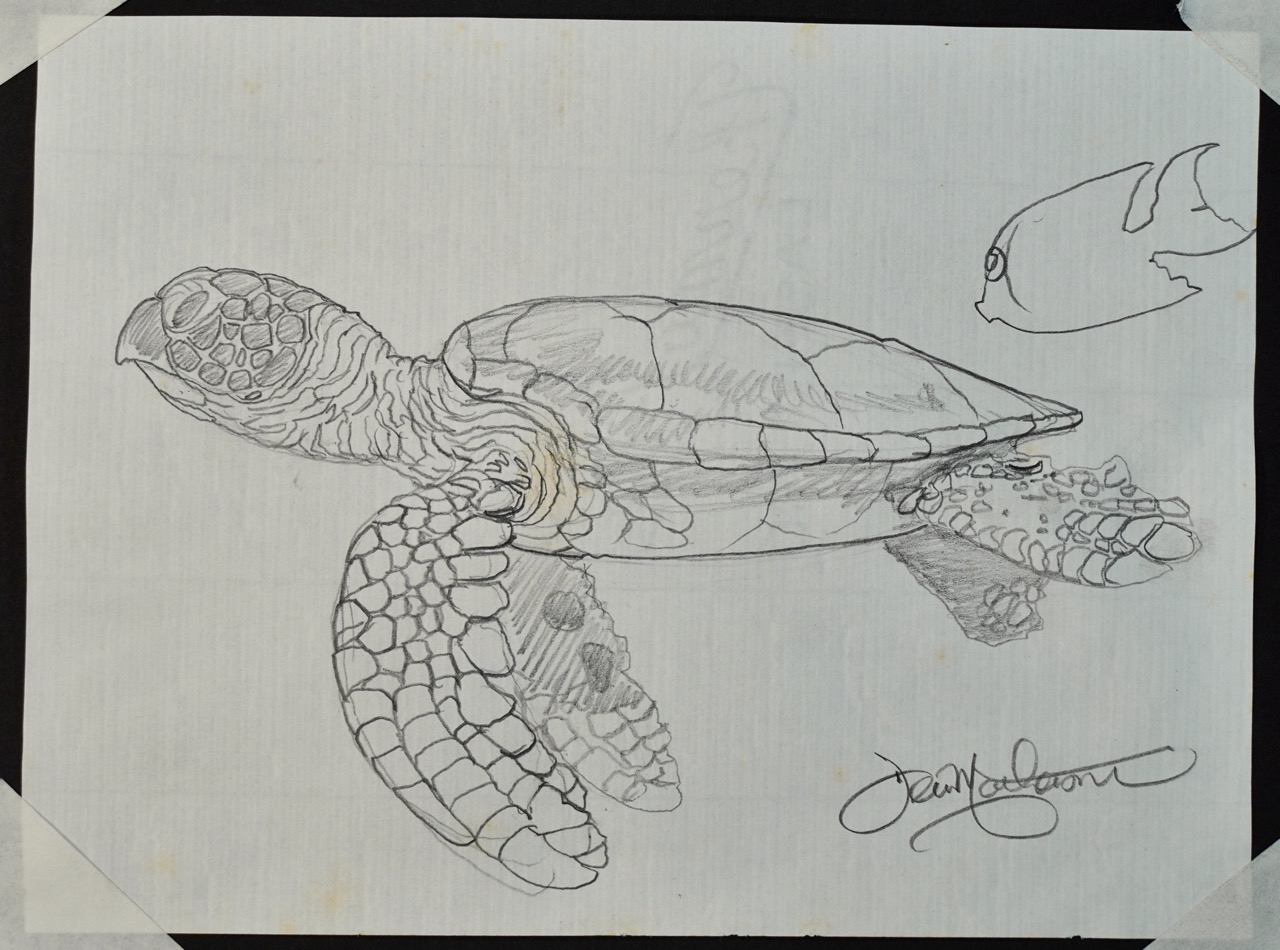 Honu #11 Iki 25 original pencil drawing
