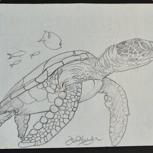 Honu #12 Iki 25 original pencil drawing