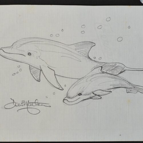 Dolphins Iki 25 original pencil drawing