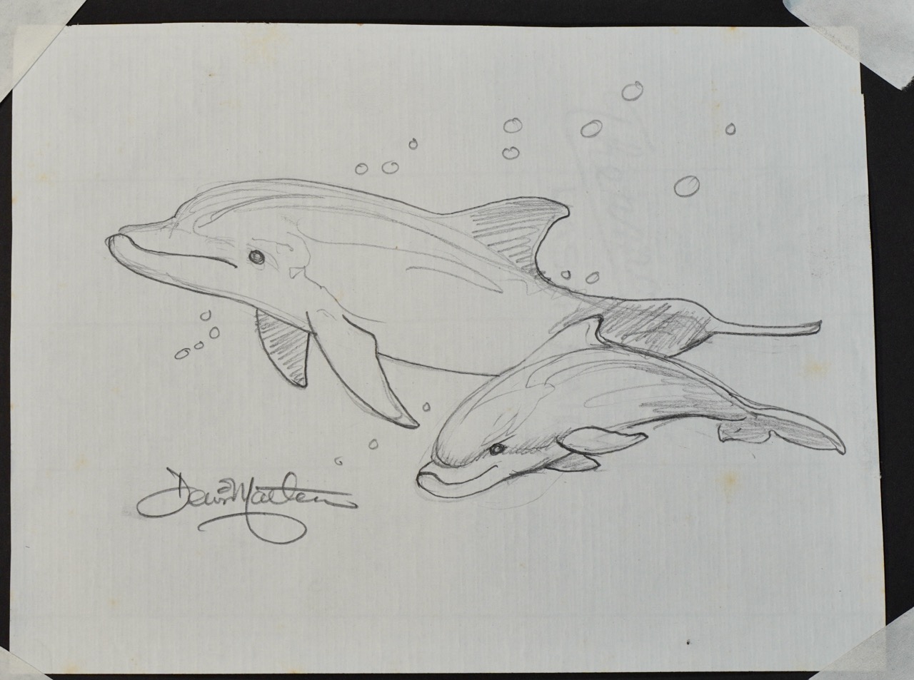 Dolphins Iki 25 original pencil drawing