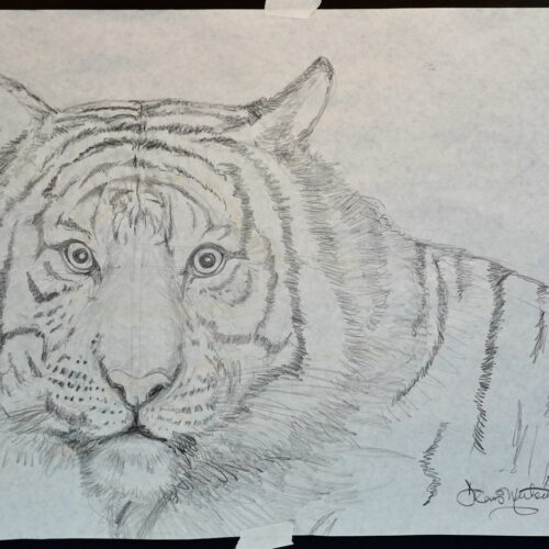 Tiger Fire original pencil drawing