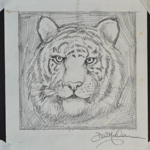 Tiger Head original pencil drawing